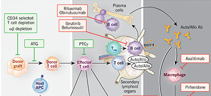 Hematology, ASH Education Program | American Society of Hematology