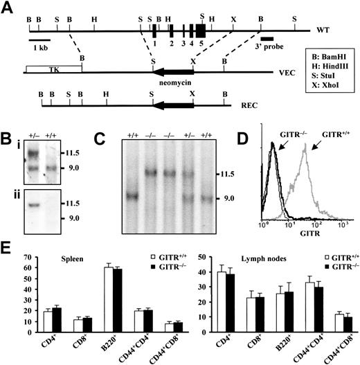 Fig. 1. Targeted disruption of GITR gene. / (A) Structure and restriction map of GITR gene locus (WT, top), targeting vector (VEC, middle), and predicted mutated allele (REC, bottom). The whole gene, about 600 base pairs of the promoter region and 1.2 kb of the 3′ side of GITR gene, were replaced by a neomycin resistance cassette (neor) in reverse orientation. Exons are represented by filled boxes. The targeting vector contains the neor cassette and the HSV-tk gene (TK) allowing the positive-negative selection of the ES clones. (Bi) Southern blot of ES DNA upon a BamHI digestion probed with the 3′ external probe indicated in panel A. The wild-type band is 9-kb long, while the mutated band is 11.5 kb. (Bii) The same Southern blot has been reprobed with a neomycin probe that hybridizes only to the mutated band. (C) Tail analysis of heterozygous (GITR+/−), homozygous knock-out (GITR−/−), and homozygous wild-type mice (GITR+/+) by the same Southern blot as for ES cells. (D) Flow cytometric analysis of purified T cells from GITR+/+ and GITR−/− mice with anti-GITR antibody. The anti-GITR antibody (R&D Systems) was used undiluted (10 μL per sample), and the antigoat IgG FITC-conjugated secondary antibody was used diluted 1:100. (E) Lymphocyte subpopulations of GITR−/− and GITR+/+ mice. Values represent the percentage ± SD (n > 6). Cervical, brachial, axillary, superficial inguinal, and mesenteric lymph nodes were analyzed.