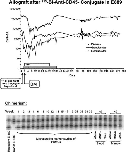 Fig. 6. Nonmyeloablative bone marrow transplantation with213Bi–anti-CD45 mAb and MMF-CSP. / Treatment scheme, hematologic values, and microsatellite marker studies of chimerism in dog E889, which was given a transplant of marrow from the DLA-identical littermate E886 after conditioning with 4.6 mCi/kg (170 MBq/kg) 213Bi–anti-CD45 mAb and MMF-CSP for posttransplantation immunosuppression.