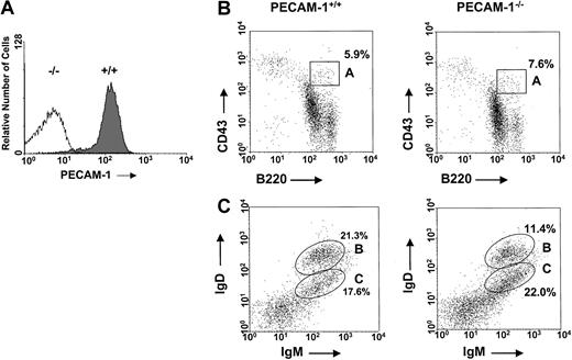 Fig. 1. Normal levels of pro-B cells and mature B cells in the bone marrow of PECAM-1−/− mice. / (A) PECAM-1 is expressed on more than 95% of wild-type C57/BL6 splenic lymphocytes. This expression is completely ablated in PECAM-1 knock-out animals. Spleen cells from PECAM-1+/+ and PECAM-1−/− mice were stained with biotinylated antimouse PECAM-1 390 antibody and binding detected with streptavidin–R-PE. Data analyses were performed on an EPICS XL-MCL flow cytometer and confined to the lymphocyte population, as defined by their forward- and side-scatter characteristics. (B,C) Representative scatterplots of bone marrow lymphocytes from 6-week-old PECAM-1+/+ (n = 15) and PECAM-1−/− mice (n = 15). Cells were isolated from a single femur, red blood cells were lysed, and the cells were dual stained for (B) pro-B lymphocytes using CD43/B220 and (C) mature B lymphocytes using IgM/IgD.
