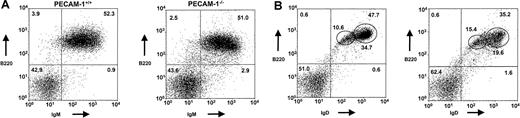 Fig. 2. PECAM-1−/− mice show a transient developmental block in B-cell maturation in the periphery. / The developmental block in B-cell maturation was defined by decreased percentage numbers of mature IgD+-expressing B cells in the spleen. Representative scatter plots of splenic lymphocytes from PECAM-1+/+ (n = 26) and PECAM-1−/−(n = 26) mice. Dissociated splenocytes were dual stained to identify (A) immature B cells (B220+/IgM+) and (B) mature B cells (B220+/IgD+). All dotplots contain data for this representative experiment, and oval boxes indicate low and high IgD expression levels.
