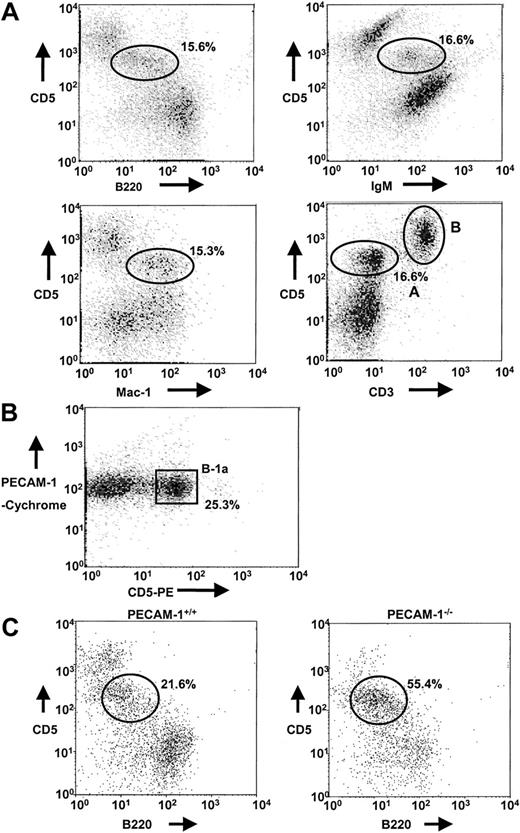 Fig. 3. Absence of PECAM-1 leads to increased B-1a cell population in the peritoneum. / (A) Peritoneal cells isolated from PECAM-1+/+ mice were collected by peritoneal lavage with 5 mL PBS and cells dual stained with a range of markers including CD5/B220, CD5/Mac-1, CD5/IgM, and CD5/CD3 to identify the B-1a cell population (CD5/CD3, region A) distinct from T cells (CD5/CD3, region B). B-1a cells stain CD5+B220lowIgM+Mac-1+CD3−. These flow profiles are representative of at least 6 experiments. (B) T-cell–depleted peritoneal cells isolated from PECAM-1+/+mice were dual stained with PECAM-1–Cychrome and CD5-PE. B-1a cells express PECAM-1. (C) Peritoneal cells were collected by peritoneal lavage with 5 mL PBS and cells dual stained with CD5 and B220 (CD45R) to identify the B-1a cell population. Representative scatterplots of peritoneal lymphocytes from PECAM-1+/+ (n = 25) and PECAM-1−/− (n = 25) mice.