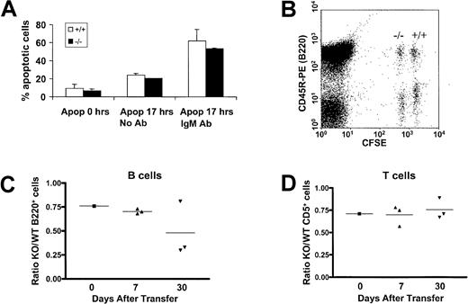 Fig. 4. Evaluation of apoptotic responses of PECAM-1+/+ and PECAM-1−/− splenic B cells upon IgM cross-linking and in vivo transfer of CFSE-labeled lymphocytes. / (A) T-cell–depleted splenic B cells were purified through a Percoll gradient and cultured in the presence or absence of whole antimouse IgM antibody. Cells were washed and stained with annexin V and propidium iodide at 0 and 17 hours after purification and the percentage of apoptotic cells determined on an EPICS XL-MLC flow cytometer. (B) A 2-dimensional dot plot of splenic lymphocytes taken from an individual mouse injected 7 days previously with CFSE-labeled PECAM-1+/+ and PECAM-1 knock-out (−/−), which were “fully” or “one-quarter” labeled, respectively. In this example, simultaneous staining with the B-cell–specific antibody CD45R-PE allows calculation of the ratio of PECAM-1−/−compared with PECAM-1+/+ B cells. Similarly, CD5 staining was used to ratio T cells (data not shown). In addition, anti–PECAM-1 390 was used to confirm the identity of PECAM-1+/+ and PECAM-1−/− lymphocytes after transfer (data not shown). (C,D) Flow cytometric analysis allowed the calculation of the ratio of PECAM-1−/− to PECAM-1+/+ B and T cells prior to injection and at 7 and 30 days after transfer, demonstrating a decrease in PECAM-1−/− B cells but not T cells.