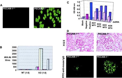 Fig. 8. PECAM-1−/− mice develop detectable ANAs and autoimmune disease with age. / PECAM-1−/− (n = 8) and wild-type (PECAM-1+/+) (n = 8) mice were maintained in a barrier-protected facility and bled on a monthly basis over a 17-month period. Serum samples were analyzed from an initial 1:50 dilution on HEp-2000 cell substrates and ANAs detected with antimouse FITC. (A) Photomicrograph of a negative wild-type and positive PECAM-1−/− sera obtained from a PECAM-1−/−mouse at 9 months of age. The PECAM-1−/− sera produced a homogeneous staining pattern of the cell nuclei (magnification × 132). (B) End-point serum dilutions of all serum samples from PECAM-1+/+ and PECAM-1−/− mice at 17 months of age. (C) ELISA readings of IgG antibodies to dsDNA for sera obtained from PECAM-1+/+ (front row) (n = 4) and PECAM-1−/− (back row) (n = 4) mice at 9 months of age. Values are representative of triplicate experiments. (D) Frozen kidney sections of PECAM-1+/+ (n = 8) and PECAM-1−/− (n = 8) were stained for hematoxylin and eosin (magnification × 132) and immune complex deposition by immunofluorescence with FITC–antimouse IgG (Fab′2) (magnification × 132). This figure shows representative hematoxylin and eosin and immunofluorescence stains of frozen kidney sections from 17-month-old PECAM-1+/+ and PECAM-1−/− mice. All slides were photographed and reproduced with identical times, microscope settings, and exposure times, thereby ensuring that the background was equivalent across all photographs shown.
