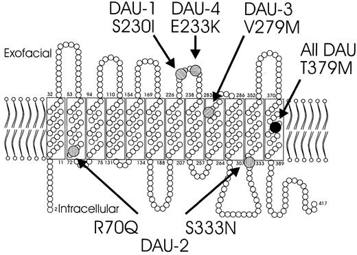 Fig. 1. Schematic representation of the RhD proteins observed in the 5 DAU phenotypes. / All DAU types share a T379M substitution (black disk) that is located in the twelfth transmembrane protein segment. DAU-1 to DAU-4 have additional substitutions: the S230I substitution of DAU-1 and the E233Q substitution of DAU-4 are both located in exofacial loop 4; the R70Q and S333N substitutions of DAU-2 position near the border of intramembrane and intracellular protein segments; the V279M substitution of DAU-3 locates at an intramembraneous protein segment proximate to exofacial loop 5.