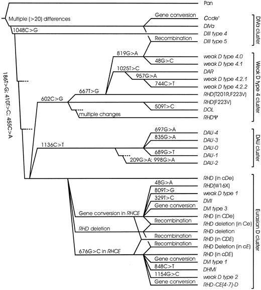 Fig. 3. Phylogeny of. / RHD in humans. A phylogenetic tree ofRHD is shown for most “African” alleles and representative “Eurasian” alleles. There are 4 main clusters that may be discerned. The DIVa cluster encompasses the DIVa,DIII type 4, and Ccdesalleles. Most samples harboring these alleles share 3 characteristic amino acids (62F, 137V, 152T) that are ancestral, because they are also observed in chimpanzee RH (Pan troglodytesRh-like protein IIR). The weak D type 4 cluster encompassesDAR, DOL, and RHDΨ, too. For this cluster, the RHD (F223V) allele is postulated36but has yet to be shown extant. DIII type 5, a newRHD allele resembling DIIIa, evolved by a recombination between alleles of the DIVa and the weak D type 4 clusters. For the DAU cluster, its primitive type DAU-0 has been found and was shown to be the most frequent DAU allele in Europeans. All enumerated alleles occurred in a cDehaplotype and were predominantly observed in Africans. In contrast, most other RHD alleles were typical for Eurasians, derived from standard Eurasian RHD by a single event, occurred in a CDe or cDE haplotype, and formed the Eurasian D cluster. The tree was mainly based onRHD allelic variability, and dismisses the largely unknownRHCE variability beyond the C and E polymorphism. For each evolutionary step, the event is indicated; the depicted distances of the alleles are arbitrary.