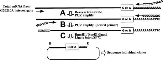 Fig. 1. Features of a novel PCR cloning method for assessing the relative levels of 20210G and 20210A mRNAs in liver from a prothrombin 20210G/A heterozygote. / Total mRNA is prepared from the liver of a 20210G/A heterozygote using a method that does not discriminate among mRNAs on the basis of poly(A) tail length. (A) Prothrombin mRNAs, containing either a G or an A at position 20210 (boxed), are reverse transcribed and PCR amplified using a forward primer within the penultimate exon (forward arrow) and an oligo(dT) primer containing a 5′-terminal EcoRI restriction site. (B) An aliquot of the initial PCR reaction is reamplified using the oligo(dT) primer and a nested, forward primer containing a 5′-terminal BamHI restriction site (indicated). (C) The resulting complementary DNAs are digested with BamHI andEcoRI (B and E, respectively) and directionally inserted into the cognate sites of pSP72. Competent DH5α Escherichia coli are transformed, and plasmid DNAs prepared from individual ampicillin-resistant colonies are sequenced to determine the G:A ratio at position 20210, reflecting the original ratio of the cellular 20210G and 20210A mRNAs.