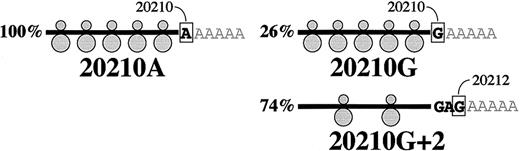 Fig. 3. A model for the hyperprothrombinemia in prothrombin 20210G/A heterozygotes. / Prothrombin 20210G/A heterozygotes transcribe equal quantities of RNA from the wild-type (right) and mutant genes (left). Nascent prothrombin 20210G mRNA is polyadenylated at positions 20210 and 20212 in the indicated ratio; by comparison, the 20210A mRNA is polyadenylated exclusively at position 20210. Prothrombin mRNAs that are polyadenylated at positions 20210 and 20212 translate with high and low efficiencies, respectively (illustrated by dense and sparse ribosomal loading).