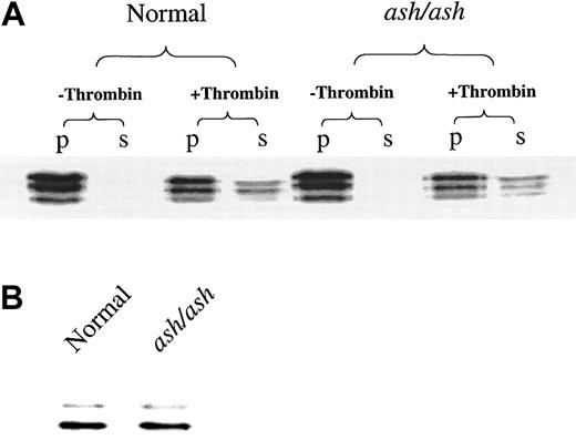 Fig. 2. Platelet concentrations and secretory rates of alpha granule components are unaffected in C3H/HeSnJ ashen mice. / (A) Platelets (30 μg protein) of normal C3H/HeSnJ and C3H/HeSnJash/ash mice were incubated in the absence and presence of thrombin for 3 minutes and immediately separated into pellet (p) and supernatant (s) fractions by centrifugation. All fractions were immunoblotted with specific antibody to fibrinogen. (B) Platelets (30 μg protein) were immunoblotted with specific antibody to platelet factor 4.