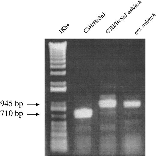 Fig. 4. The diagnostic 235-bp insertion within the ashRab27a transcript is found in homozygous form in both C3H/HeSnJash/ash and a/a, ash/ash mutant mice. / RT-PCR amplification of kidney RNA produces a 710-bp product in normal C3H/HeSnJ mice and a 945-bp product in both ashen mutants. The 1 Kb+ size markers (GibcoBRL, Carlsbad, CA) and PCR products were detected by ethidium bromide staining.