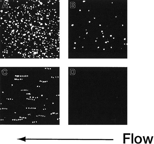 Fig. 3. Time-lapse analysis of liposome movement on the collagen surface. / Each image is a composite created by the superimposition of 30 successive frames, taken at 66-millisecond intervals, Hct of 37.5%, shear rate of 2400 s−1, platelet count of 1.25 × 104/μL (12.5 × 109/L), 10 μg/mL soluble VWF, and 37°C. (A) The rGPIa/IIa-Ibα-liposomes with exofacial densities of rGPIa/IIa and rGPIbα at 2.17 × 103 and 1.00 × 104 molecules per particle, respectively. (B) The rGPIa/IIa-liposomes with exofacial density of rGPIa/IIa at 2.21 × 103 molecules per particle. (C) The rGPIbα-liposomes with exofacial density of rGPIbα at 1.16 × 104 molecules per particle. (D) Control liposomes.