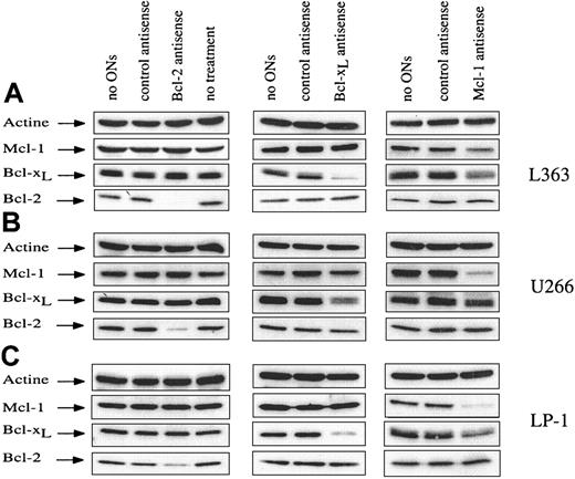 Fig. 1. Down-regulation of Bcl-2, Bcl-xL, and Mcl-1 after treatment by ASOs. / Three HMCLs were studied (L363, U266, and LP-1), and specific ASOs against Bcl-2, Bcl-xL, and Mcl-1 were used. Cells were electroporated without ASO or with either control mismatched or specific ASO. A control consisting of nonelectroporated cells (ie, no treatment) is shown. Cells were recovered at the time corresponding to maximum inhibition of the related protein (18, 40, and 72 hours for Mcl-1, Bcl-xL, and Bcl-2 ASO, respectively). The cells were then lysed, and protein lysates were quantified. Total protein (20 μg) was loaded per lane for immunoblot analysis.