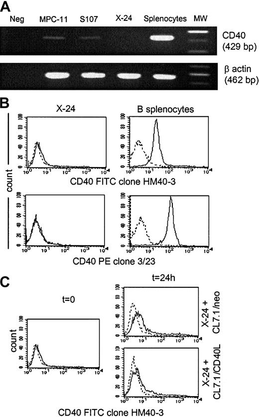 Fig. 5. X-24 plasmacytoma cell line. / X-24 plasmacytoma cell line does not express the CD40 molecule. Data are representative of 3 independent experiments. (A) The X-24 cell line (upper row) was negative for expression of CD40 mRNA as assessed by reverse transcription–PCR analysis. The amplification of the β-actin shows the integrity of reverse-transcribed RNA (lower row). (B) Exponentially growing X-24 murine plasmacytoma cells were negative for CD40 molecule expression as measured by staining with the anti-CD40–FITC (clone HM40-3)–conjugated mAb (upper panels, solid lines) or the anti-CD40–PE (clone 3/23)–conjugated mAb (lower panels, solid lines). Dashed lines represent the profile of the isotype-matched antibody. (C) Expression of CD40 by X-24 cells was not significantly enhanced by exposure to transgenic CD40L as assessed by coculture for 24 hours with either CL7.1/mCD40L or CL7.1/neo fibroblasts.