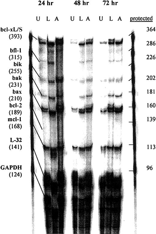 Fig. 3. RPA analysis of apoptotic mRNA after CD40 stimulation. / Daudi cells were cultured in the presence or absence (U) of either 10 μg/mL srhCD40L (L) or 10 μg/mL anti-CD40 SGN-14 (A) for 24, 48, and 72 hours before RNA extraction. RNA samples were analyzed by RPA with probes for the bcl-2 family of genes for changes in mRNA levels. Increases in bax mRNA were seen in each treatment group at each time point compared to an untreated control. Increases in other proapoptotic genes such as bcl-xL/S, bik, and bak were also seen at each time point. These data are representative of 3 experiments.