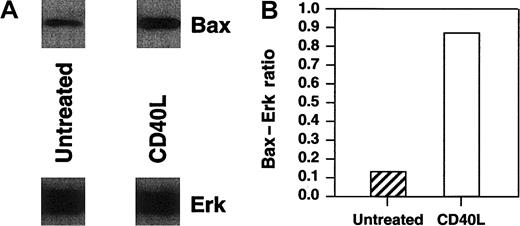 Fig. 5. Western blot analysis of cytosolic Bax protein in RL cells after CD40 stimulation. / RL cells were cultured in the presence or absence of either 10 μg/mL srhCD40L for 48 hours before protein extraction. Protein was extracted by isotonic lysis. Cell lysates containing the cytosolic fraction were analyzed by Western blot using Erk cytosolic protein as a loading control and densitometric analysis for changes in Bax protein relative to the Erk control levels. There was an increase in Bax protein in the cytosolic fractions of RL cells following CD40 stimulation.