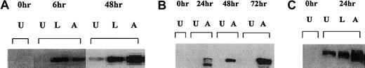 Fig. 6. Western blot analysis of mitochondrial Bax protein in Daudi, Raji, and RL cells after CD40 stimulation. / (A) Daudi cells were cultured in the absence (U) or presence of either 10 μg/mL anti-CD40 antibody (SGN-14 clone, mouse IgG1) (A) or 10 μg/mL srhCD40L (L) for 6 and 48 hours before protein extraction. Protein was extracted by isotonic lysis. Cell lysates using the mitochondrial fractions were analyzed by Western blot for changes in Bax protein. (B) Assessment of Bax protein levels in the mitochondria of Raji cells after anti-CD40 exposure using the SGN-14 antibody and assessed at various time-points. (C) RL cells were cultured in the absence (U) or presence of either 10 μg/mL srhCD40L (L) or 10 μg/mL anti-CD40 SGN-14 (A) for 24 hours. Protein was extracted by isotonic lysis. Cell lysates were analyzed by Western blot for changes in mitochondrial Bax protein. There was an increase in Bax protein after treatment with either ligand or antibody.