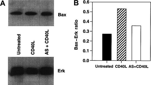 Fig. 7. Effects of. / bax antisense of Bax protein levels in lymphoma cell lines. RL cells were cultured with either srhCD40L alone, srhCD40L plus bax antisense, or media control for 48 hours. Effects on total Bax protein levels were then assessed by Western blot. Erk cytosolic protein was included as a loading control. Densitometric analysis was performed to determine the amount of Bax protein reduction from the srhCD40L-treated group relative to the Erk levels, which remained unchanged. Treatment of RL cells with bax antisense causes a reduction of Bax protein following CD40 stimulation.