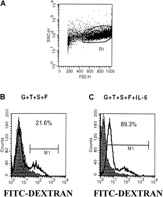 Fig. 4. Addition of IL-6 resulted in maintenance of DC high phagocytic capacity. / CD34+ cells were cultured for 12 to 14 days with GM-CSF, TNF-α, SCF, and FLT3-L (G+T+S+F) with or without IL-6. Their capacity to uptake soluble antigens was then determined by the FITC–dextran assay as described in “Materials and methods.” Whereas mature DC lost their phagocytic ability, the addition of IL-6 led to the maintenance of this capacity. Results are from 1 representative experiment of 3 different samples analyzed.