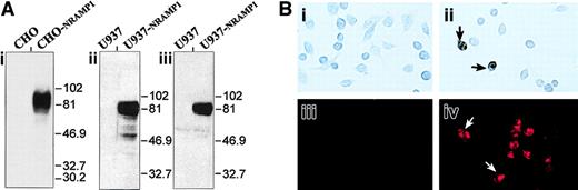 Fig. 2. Detection of the NRAMP1 c-Myc–tagged proteins in CHO and U937 cells. / (A) Western blot analysis with crude membrane extracts from untransfected CHO and U937 cells and from CHO-NRAMP1 and U937-NRAMP1 transfectants was separated by SDS-PAGE on a 10% acrylamide gel followed by transfer to PVDF membranes. Immunodetection was with affinity-purified anti-NRAMP1 (i-ii) or with anti–c-Myc (iii) antibodies. The positions and sizes (in kilodaltons) of molecular weight markers are shown. (B) Untransfected CHO cells (i,iii) and CHO-NRAMP1 (ii,iv) were processed for immunochemistry (i-ii) or immunofluorescence (iii-iv) with our affinity-purified anti-NRAMP1 antibody. Arrows indicate some NRAMP1-positive cells.