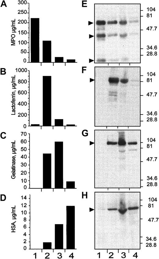 Fig. 3. Subcellular fractionation of nitrogen-cavitated neutrophils on 3-layer Percoll gradient. / After nitrogen cavitation, 10 mL postnuclear supernatant was applied on top of a 3-layer Percoll gradient. After centrifugation, the gradients were fractionated by aspiration from the bottom of the tube in 1-mL fractions. Fractions 1 to 6, 7 to 12, 13 to 18, and 19 to 24 were pooled in 4 distinct populations named 1, 2, 3, and 4, respectively. These pooled fractions were assayed for myeloperoxidase (A,E), lactoferrin (B,F), gelatinase (C,G), and albumin (D,H) by immunologic assays (ELISA; A-D) and by immunoblotting (E-H). In both markers assay, the pooled fractions 1, 2, 3, and 4 were identified as α-, β1-, β2-, and γ-band, respectively. In E to H, the positions and sizes of the molecular weight markers are shown.