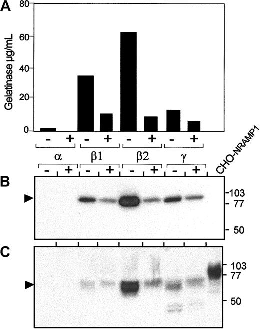 Fig. 5. Expression of NRAMP1 in human neutrophils granules after PMA treatment. / Prior to disruption, cells were either kept on ice (control; lane −) or stimulated for 15 minutes at 37°C with 2μg/mL PMA (lane +). After washing and disruption of the cells, the postnuclear supernatants were centrifuged on a 3-layer Percoll gradients, fractionated, and pooled in 4 samples 1, 2, 3, and 4, as described in Figure 3. Pooled fractions 1, 2, 3, and 4 were assayed by ELISA for myeloperoxidase, lactoferrin, albumin (not shown), and gelatinase (A) and identified as α-, β1-, β2-, and γ-bands. The same fractions (25 μg) were separated by SDS-PAGE on a 10% acrylamide gel followed by transfer to PVDF membrane (B,C). Immunoblotting was performed with antibodies raised against gelatinase (B) and NRAMP1 (C). The positions and sizes (in kilodaltons) of the molecular weight markers are shown.