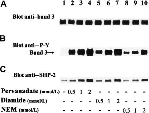 Fig. 1. Treatment of human erythrocytes induces both Tyr phosphorylation of band 3 and translocation of cytosolic SHP-2 to membranes. / Red blood cells were incubated in the absence (lane 1) or presence of indicated amounts of pervanadate (lanes 2-4), diamide (lanes 5-7), and NEM (lanes 8-10). Cell membranes were isolated, solubilized, and submitted to SDS-PAGE followed by transfer to nitrocellulose, as described in “Materials and methods.” The upper part of blots containing band 3 (101.8 kd) was immunostained with anti–P-Y antibody (B), stripped, and reprobed with anti–band 3 antibody (A). The lower part of blots containing SHP-2 (68 kd) was immunostained with anti–SHP-2 antibody (C). Panels are representative of at least 7 separate experiments.