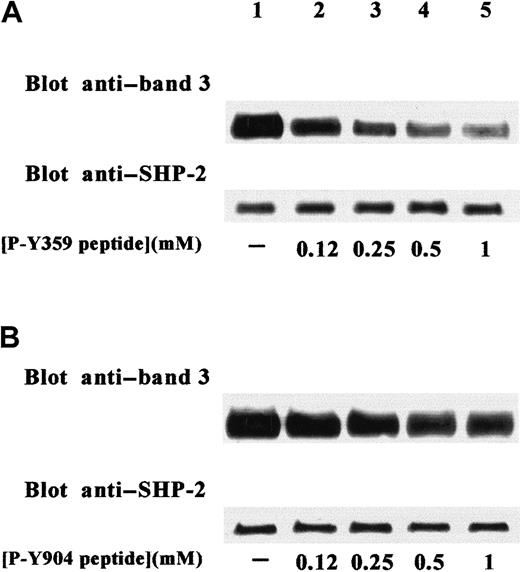 Fig. 4. Specific inhibition of band-3 coimmunoprecipitation in SHP-2 IPs by P-Y359–containing phosphopeptide. / Erythrocytes were stimulated with 2 mM diamide. Extracts from cell membranes were immunoprecipitated with anti–SHP-2 antibody in the absence (lane 1) or presence (lanes 2-5) of increasing concentrations of synthetic phosphopeptides reproducing band-3 sequences containing either P-Y359 (A) or P-Y904 (B). SHP-2 IPs were submitted to SDS-PAGE, transferred to nitrocellulose, and immunostained with anti–band 3 antibody. Blots were then stripped and reprobed with anti–SHP-2 antibody. Figure is representative of at least 3 separate experiments.