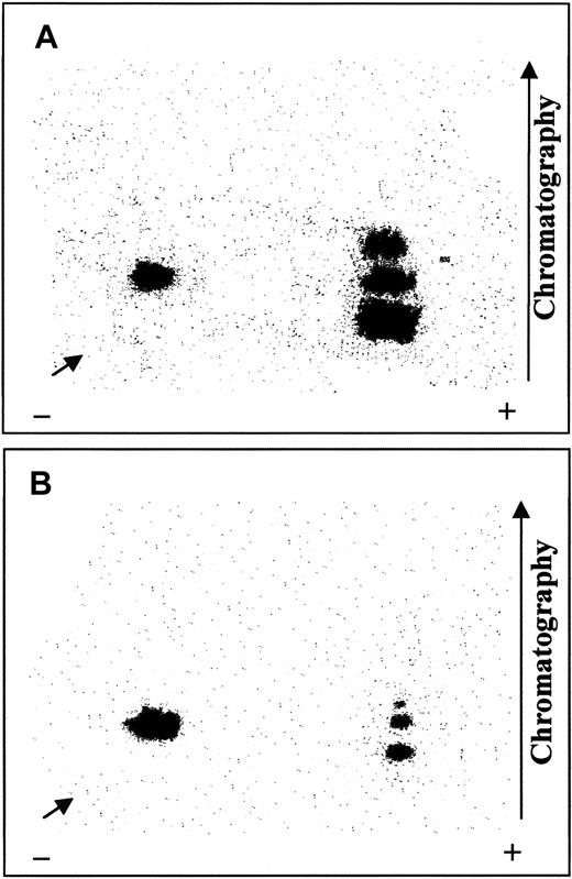 Fig. 7. Mapping of tryptic fragments obtained by32P-phosphorylated band 3, untreated or treated with SHP-2. / Isolated erythrocyte membranes were 32P-phosphorylated by Syk and Lyn and incubated in the absence (A) or presence (B) of cytosolic SHP-2 IP, as described. Samples were subjected to SDS-PAGE, and radiolabeled band 3 was excised and digested with trypsin. Resulting 32P-peptides were separated in 2 dimensions on thin-layer cellulose plates and autoradiographed. Arrows indicate sample starting point. Panels represent 3 separate experiments.