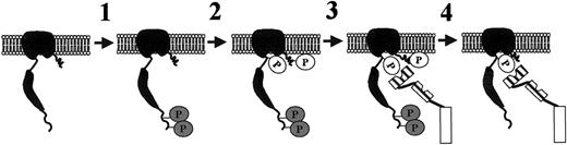 Fig. 8. Sequential steps underlying the mechanism of band-3 phosphorylation and dephosphorylation in treated human erythrocytes. / Step 1: Tyrosine kinase Syk phosphorylates Tyr8 and Tyr21 of band 3; step 2: tyrosine kinase(s) of Src family phosphorylates Tyr359 and Tyr904 of band 3; step 3: cytosolic SHP-2 is recruited by P-Y359 of band 3; step 4: SHP-2 dephosphorylates Tyr8, Tyr21, and Tyr904 of band 3. For simplicity, band 3 is represented as a monomer.