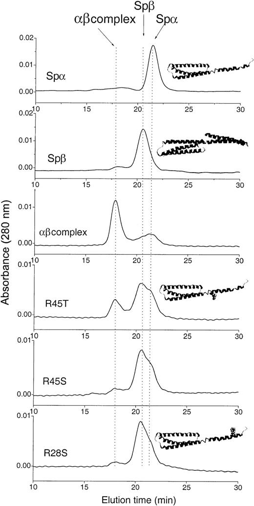 Fig. 1. Gel filtration of mixtures of Spβ1898-2083 and SpαArg28/Arg45, Arg28Ser, Arg45Ser, or Arg45Thr at 7 μM. / The top 2 chromatograms of the individual sample are shown as references; additional measurements were done at 12 and 30 μM (data not shown). The position of each species is indicated by an arrow on the top chromatogram. We used 5 mM phosphate buffer with 150 mM NaCl at pH 6.5 (NMR sample buffer) for sample incubation and as eluting buffer. Schematic representations of the native Spα1-156 and Spβ1898-2083 structures are shown as insets above the corresponding chromatograms. The positions of the Arg28 and Arg45 mutations are shown by addition of the side chains at their sequence positions in insets above the corresponding chromatograms.