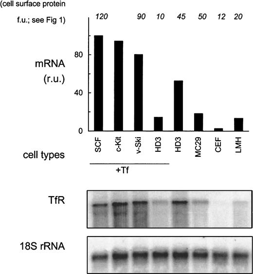 Fig. 2. TfR mRNA expression in erythroid and nonerythroid cells. / RNA samples from erythroid (SCF progenitors, c-Kit overexpressing erythroblasts, v-Ski progenitors, and HD3E22 cells) and nonerythroid cell types (MC29-HD11 macrophages, CEF, and LMH cells) were subjected to Northern blot analysis. Erythroid cell types were cultured in the presence of 1 mg/mL Tf (+Tf), HD3E22 erythroblasts (additionally for direct comparison), and the nonerythroid cells under standard conditions (without extra iron source). Northern blots were sequentially hybridized with a 32P-labeled probe specific for chicken TfR, and for normalization with 18S rRNA. The signals of the PhosphoImages were quantified by using ImageQuant software (Molecular Dynamics) and are expressed in relative units (ru; maximum value for each cell type set to 100). To facilitate comparison, the results of TfR protein expression measurements on the cell surface are indicated on top of the diagram. Abbreviations are the same as those in Figure 1.