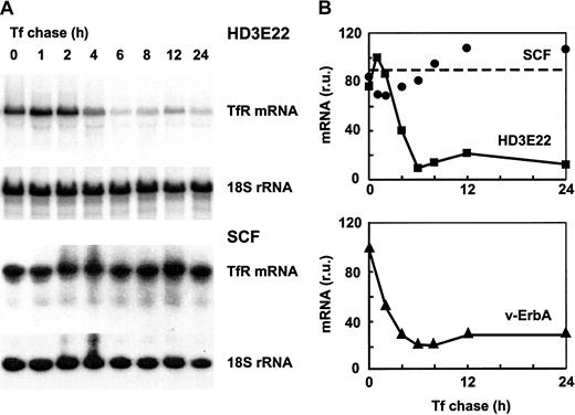 Fig. 6. Effect of iron chase on TfR mRNA stability in primary versus transformed erythroid cells. / Transformed HD3E22 or primary SCF cells were pretreated with 50 M DFO for 24 hours to achieve maximal iron depletion. Subsequently, cells were subjected to an iron chase with 1 mg/mL Tf for the times indicated. (A) After preparation of RNA and Northern blotting, filters were sequentially hybridized with a 32P-labeled probe specific for chicken TfR and for normalization with 18S rRNA. (B) The signals from the autoradiographs were quantitated by PhosphoImage analysis. Also shown are the results from an analogous experiment performed with erythroblasts expressing the v-ErbA oncogene alone.