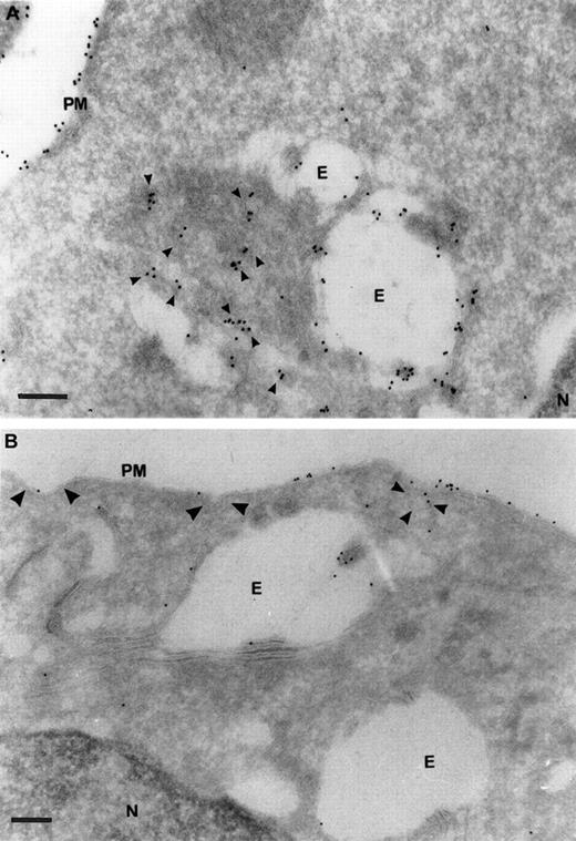 Fig. 7. Ultrastructural localization of TfRs in SCF progenitors versus transformed HD3E22 erythroblasts. / Subcellular localization of TfRs in primary SCF progenitors (A) and AEV-transformed HD3E22 erythroblasts (B) was determined by immunoelectron microscopy of ultrathin cryosections labeled with a monoclonal murine antibody to chicken TfR and detected with Protein A/gold (10 nm) complex (see “Materials and methods”. The pictures show a section of the plasma membrane and intracellular compartments. Cisternal structures (double membranes) that enclose electron-lucent areas and electron-dense structures resembling endosome carrier vesicles are part of the early endosomal compartments. PM indicates plasma membrane; E, endosome; N, nucleus. TfR-specific labeling in coated pits (large arrowheads), coated vesicles (medium arrowheads), and small vesicular structures (small arrowheads). Note the differential amounts and distribution of the 10 nm Protein A/gold particles in the SCF progenitors versus the erythroleukemic HD3E22 cells. Magnifications: (A) × 75 000, (B) × 50 000; bars represent a length of 200 nm.