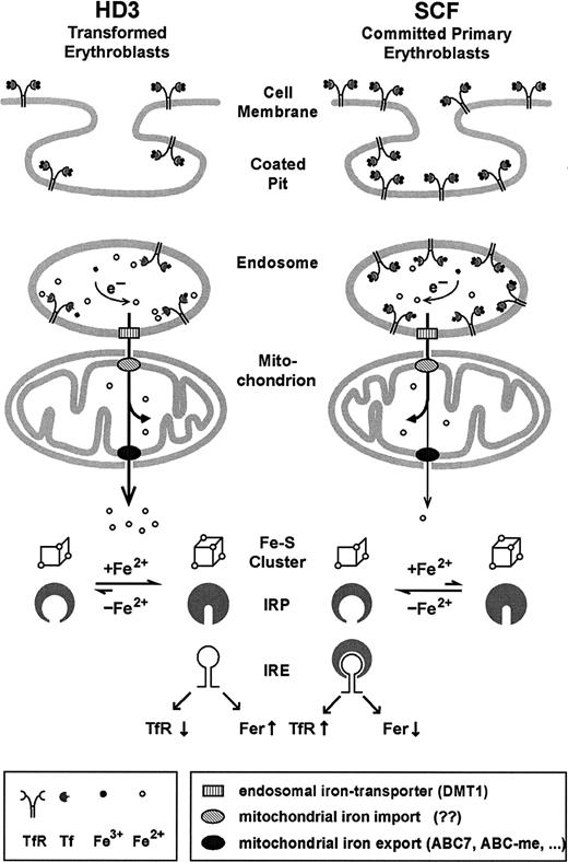 Fig. 8. Model for iron uptake and transport in transformed versus normal erythroblasts. / In committed primary erythroblasts (SCF cells), after endocytosis, a large proportion of the highly abundant iron-loaded Tf/TfR complexes resides in undissociated form in the endosomal compartment due to its relatively high pH. The fraction of ferrous iron leaving the endosomes via the action of DMT154-57 is directly shunted into mitochondria, where most of it is incorporated into heme and iron-sulfur clusters. Only minor amounts of iron-containing compounds are released into the cytosol through the action of iron transporters (candidate genes possibly involved are the ATB-binding cassette (ABC) transporter ABC7606667 or the erythroid-specific ABC-me protein 968) and registered by the IRP sensory system. Although transformed erythroleukemic cells (like HD3) express less TfR, their more acidic endosomes favor an enhanced flow of iron through the mitochondria (in the absence of heme synthesis). In consequence, on iron overload, IRP harbors the complete 4Fe-4S cluster, leading to the conformation that does not bind IRE elements, thus further reducing TfR expression. See “Discussion” for further details and references.