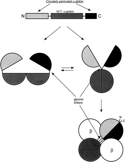 Fig. 3. Schematic of the circularly permuted hemoglobin. / The linear polypeptide of the circularly permuted Diα globin can fold into 2 distinct 3-dimensional structures. However, only one is capable of assembling with β globins, as shown. The fact that CpHb consists of both α and β globin components suggests that the schematic shown above accurately depicts the structure of CpHb.