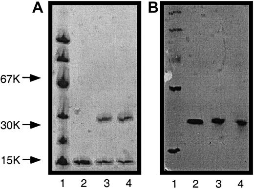 Fig. 4. SDS-PAGE and native-PAGE of recombinant hemoglobins. / (A) SDS-PAGE; (B) native-PAGE. Lane 1: MW standards; lane 2: HbAo; lane 3: DiaHb; lane 4: CpHb.