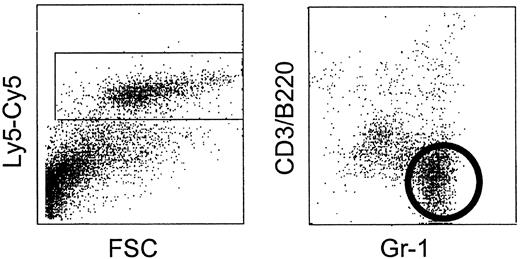 Fig. 1. Neutrophils in the bone marrow were determined by FACS analysis. / Neutrophils represent the Gr-1 strongly positive population within the Ly5-Cy5+ cell fraction.