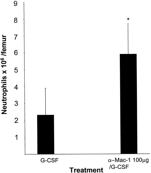 Fig. 5. The number of neutrophils in the femur as assessed by FACS analysis is increased after pretreatment with anti–Mac-1 antibodies (5C6). / Mice were pretreated with a single injection of anti–Mac-1 antibodies intraperitoneally (n = 5-18) or saline (n = 5-18) followed by either 5 μg G-CSF per day or saline. The injections were given once daily for 2 days, starting 24 hours after antibody treatment. Twenty-four hours after the last injection, mice were killed and bone marrow was harvested. Results are expressed as mean ± SD. *P < .05 compared with the G-CSF–treated controls.
