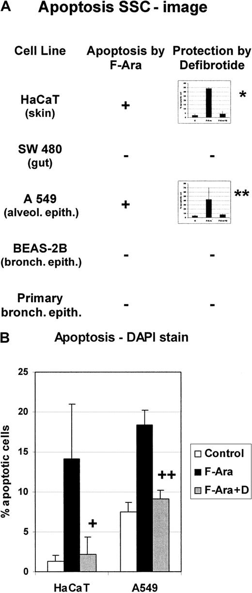 Fig. 3. F-Ara induces apoptosis in keratinocytes and alveolar epithelial cells, but not in gut or bronchial epithelial cells: protective effect of defibrotide. / F-Ara, 10 μg/mL. D, 100 μg/mL. Flow cytometric analysis of the SSC image of PI-negative cells (A) and DAPI stain analysis of apoptotic cells (B). Results are given in mean percentage apoptotic cells ± SD of 3 different experiments. HaCaT, human keratinocyte cell line; SW 480, gut epithelial cells line; A549, lung carcinoma cell line from the alveolar epithelium; BEAS-2B, bronchial epithelial cell line. Primary bronchial epithelial cells have been derived from a bronchoscopic brush procedure. (A) *P = .005 of F-Ara versus F-Ara+D-treated HaCaT cells. **P = .116 of F-Ara versus F-Ara+D-treated A 549 cells. −: No apoptosis induction. (B) +: P = .026 of F-Ara versus F-Ara+D-treated HaCaT cells. ++: P = .001 of F-Ara versus F-Ara+D-treated A549 cells. For experimental details, see the legend to Figure 1 and “Materials and methods.” Three representative experiments are summarized for each cell line.