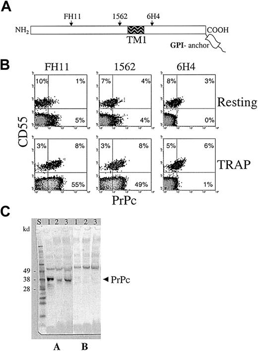 Fig. 1. Detection of PrPc on the surfaces of activated CD55− platelets of PNH patients. / (A) PrPc molecule schematic showing the location of mAb epitopes. Monoclonal antibodies FH11 and 1562 bind to sites on the N-terminal part of PrPc from a hydrophobic putative transmembrane segment (TM1), whereas 6H4 antibody binds to the C-terminal part of PrPc. (B) Two-color flow cytometry analysis of PrPc mAb binding to resting and TRAP-activated platelets of a PNH patient. CD55 antibody detected 2 platelet populations, CD55+ normal (11%) and CD55− PNH platelets (89%). Resting CD55+platelets displayed low levels of PrPc surface expression, but most resting CD55− platelets (depicted in gray) were negative for PrPc. Activation of platelets led to up-regulation of PrPc not only on CD55+ but surprisingly also on CD55−platelets. PrPc up-regulation on CD55− platelets, in contrast to CD55+ platelets, could not be detected by mAb 6H4, demonstrating that the C-terminal part of the molecule was not accessible for binding. Similar results were obtained in all PNH patients evaluated (n = 8). (C) Western blot analysis of PrPc expression in CD55− platelets of PNH patients. Immunoblots were developed using mAb 6H4 without (A) or in the presence of (B) competing peptide. Lane 1, normal platelets; lanes 2 and 3, platelets of 2 PNH patients with major PNH platelet clone (more than 95% of platelets were CD55−). PrPc present in PNH platelets contained the 6H4 epitope and exhibited slightly lower molecular weight than PrPc on normal platelets.