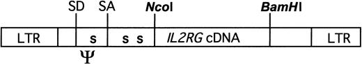 Fig. 1. MFGS-gc vector. / IL2RG cDNA was inserted into NcoI andBamHI sites of MFGS, derived from Moloney murine leukemia virus. In addition to packaging and splice sites, 3 nucleotide substitutions have been engineered at positions 1256, 1273, and 1478 of the plasmid to produce termination codons (S) in all reading frames.