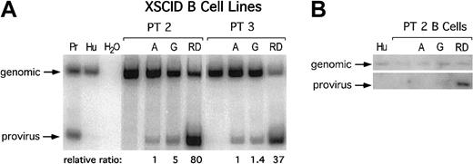 Fig. 2. Detection of provirus versus genomic DNA in transduced patient cell lines. / (A) PCR using primers flanking IL2RG intron 3 coamplified genomic and provirus DNA in a single PCR reaction to estimate provirus equivalents per genome. Pr indicates producer line 293SPA MFGS-gc; Hu, human genomic DNA. Representative transductions of cell lines from patients 2 and 3 with amphotropic (A)– GALV (G)–, and RD114 (RD)–enveloped retrovirus. (B) Southern blot analysis ofSstI–digested DNA probed with IL2RG cDNA to detect both genomic and provirus DNA.