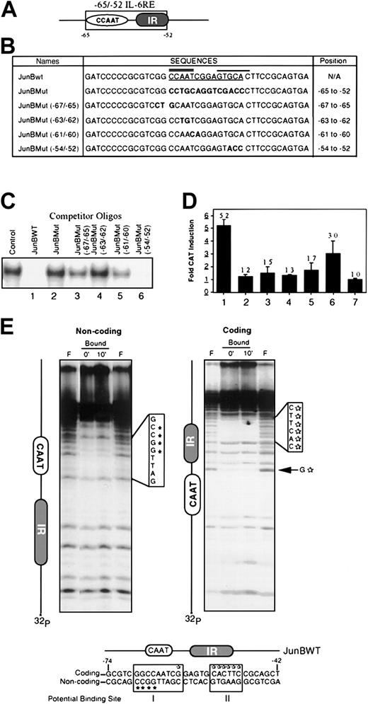 Fig. 1. The CCAAT box is the critical component of the −65/−52 IL-6RE of the JunB promoter. / (A) The IL-6 responsive element of the JunB promoter was localized between −65 and −52 and termed the −65/−52 IL-6RE.1This element contains 2 motifs, a CCAAT box and an IR repeat. (B) Sequences of wild type and mutant oligonucleotides that were used in EMSA experiments and in the minimal promoter constructs. Sequences of mutant oligos were derived from the JunBMut fragment. Only the coding strand is indicated. Underlined sequence indicates the −65/−52 IL-6RE. Bold sequences indicate the mutated sequences. Double line indicates the CCAAT box and the thick solid line shows the IR region. Indicated position of the mutated sequences is relative to the transcription start site. (C) Binding analysis by EMSA of mutant oligonucleotides. Cold competition assays using nuclear extract from IL-6–stimulated (15 minutes) M1 cells and JunBWT as probe, with excess unlabeled competitor oligos (100-fold) added 5 minutes prior to the addition of probe. Control lane contains no competitor oligos. (D) In vivo CAT induction by IL-6 when mutant oligonucleotides are cloned into promoter region of JunB minimal promoter expression vector. Mutant oligonucleotides were cloned upstream from the −31GD minimal JunB promoter and constructs were transiently transfected into M1 cells, either untreated or treated with IL-6 (100 ng/mL). CAT activity was ascertained, as previously described.1 The sample numbers in D correspond to the sample numbers in C, with regard to the oligos used. Lane 7 indicates transfection with pCAT-Basic vector. Values are averages of 3 independent experiments, and SDs are indicated. (E) Methyl interference assay on the −65/−52 IL-6 response element to identify protein binding sites. Noncoding and coding strands were 5′ end labeled and the probe was methylated. Binding reactions were done with 50 000 cpm methylated probe and 20 μg nuclear extracts from cells treated with IL-6 for the indicated times. Resulting protein-DNA complexes were resolved on 5% nondenaturing polyacrylamide gel. After autoradiography, free and bound probes were excised and eluted from the gel. Eluted DNA was digested with piperidine for 30 minutes at 90°C and resolved on 12% DNA sequencing PAGE. F, Free Probe. Two potential binding sites were detected (indicated by open boxes). Area I covers the GGCCAATCG sequence and area II the CACTTC sequence. Schematic diagram of the JunBWT probe that was used is indicated. *Indicates G residues that are protected from cleavage based on labeling of the noncoding strand, and open stars, of the coding strand.