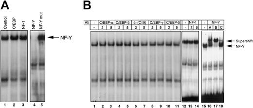 Fig. 2. Identification of NF-Y as the transcription factor that binds to the −65/−52 IL-6RE of the JunB promoter. / M1 cells stimulated with IL-6 (100 ng/mL) for 15 minutes were used to prepare nuclear extracts. Protein-DNA complexes were analyzed by EMSA, as described in “Materials and methods.” (A) Oligonucleotide competition. The 100-fold excess unlabeled oligonucleotides were added to nuclear extracts 5 minutes before the addition of labeled JunBWT probe. Control sample had no oligonucleotide competitor. Arrow indicates the NF-Y-DNA complex. (B) Antibody competition. Antibodies (2-5 μg), unless otherwise indicated, were incubated with nuclear extract at RT for 30 minutes before addition of labeled JunBWT probe. Two different antibodies for C/EBP-b were used (lanes 4-7). NF-YA, NF-YB, and NF-YC antibodies (1 μg) were incubated with extract on ice for 2 hours before the addition of labeled probe. All antibodies were obtained from Santa Cruz.