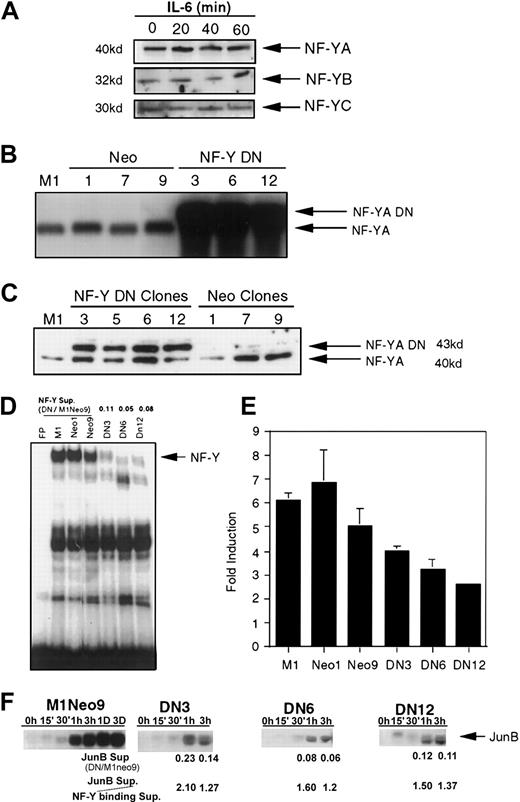 Fig. 3. NF-Y participates in induction of JunB following IL-6 stimulation. / (A) Protein expression of NF-Y subunits. Extracts were derived from IL-6–treated M1 cells for the indicated times. Protein extracts (50 μg) were resolved on SDS-PAGE, using 10% acrylamide for NF-YA and 12.5% acrylamide for NF-YB and NF-YC expression. Western blots were prepared as described in “Materials and methods” and probed with antibodies. Antibodies against both NF-YA (1:1000) and NF-YB (1:500) were rabbit polyclonal and obtained from Rockland. NF-YC antibodies (1:1000) were goat polyclonal and obtained from Santa Cruz. (B,C) Establishment of M1 NF-YA DN cell lines. (B) RNA was extracted from several neo-resistance clones and analyzed by Northern blots, probing with NF-YA DN cDNA fragment. (C) Expression of NF-YA DN protein. TheNF-YA DN transgene encodes for the 43-kDa isoform. Westerns were performed as described earlier, probing with NF-YA antibodies (1:1000). (D) Expression of NF-YA DN inhibits NF-Y binding to −65/−52 IL-6RE DNA. EMSA experiments were performed with labeled JunBWT probe (10 000 cpm) and nuclear extracts (5 μg) from untreated cells. The cells used for the extracts are indicated above each lane. NF-Y binding was quantitated by using a Fuji BAS 2000 phosphoimage analyzer and software and expressed as a ratio in DN versus M1Neo9 cells (DN/M1Neo9). (E,F) NF-YA DN inhibits IL-6 induction of JunB. (E) XhoP2GD was transiently transfected into M1, M1Neo, and M1NF-YA DN cell lines, treated with or without IL-6 (100 ng/mL), CAT activity measured, and IL-6 induction determined. The SD of DN12 is too small to be seen. (F) JunB expression in M1Neo control and M1NF-YA DN IL-6–treated cells. RNA was extracted from the cell lines, untreated or treated with IL-6 (100 ng/mL) for the indicated time points, and Northern blots were probed with the appropriate labeled complementary DNA (cDNA) fragments. As in D, above, the level of expression was quantitated and expressed as a ratio to assess if NF-YA-DN suppresses JunB similarly to DNA binding. The suppression ratios of each were compared (JunB sup/NF-Y binding sup).