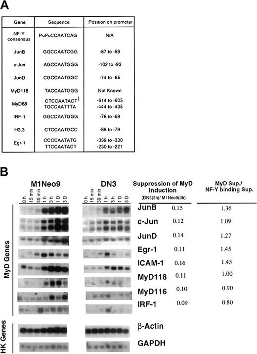 Fig. 4. NF-YA DN reduces MyD gene induction by IL-6. / (A) NF-Y binding motifs in MyD gene promoter regions. Underlined bases indicate a match with the NF-Y consensus sequence. No match was found for MyD116 and H10. Position on the promoter is relative to the transcription start site, which has not been determined for MyD118. Pu, Purine residues. 1Indicates the inverse sequence. (B) MyD expression in M1 control and M1NF-YA DN IL-6–treated cells. RNA was extracted from the cell lines, untreated or treated with IL-6 (100 ng/mL) for the indicated time points, and Northern blots were probed with the appropriate labeled cDNA fragments. Genes were categorized into MyD genes and housekeeping (HK) genes. Similar levels of MyD gene expression were observed for 2 additional M1NF-YA DN clones. As detailed in Figure 3D, the level of MyD gene expression in M1NF-YA DN and M1Neo cells was quantitated and expressed as a ratio. To assess if NF-YA DN suppresses MyD similarly to DNA binding, the suppression ratios of each were compared (MyD sup/NF-Y binding sup).