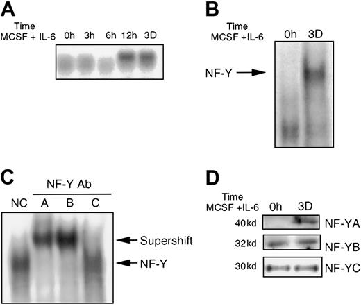 Fig. 6. NF-Y expression in BM cells treated with MCSF plus IL-6. / (A) JunB expression in BM following stimulation with MCSF (10%) plus IL-6 (100 ng/mL), for indicated times. Preparation of RNA and Northern blot analysis was performed as mentioned earlier. (B) Nuclear extracts (5 μg) from untreated and treated (MCSF plus IL-6 for 3 days) BM were incubated with JunBWT probe (10 000 cpm). EMSA was performed as indicated in “Materials and methods.” (C) EMSA analysis was done as in B, except extracts from treated cells were incubated with antibody, as indicated for each sample, prior to addition of probe, as in Figure2. (D) NF-Y protein expression in BM. Western blot analysis and probing with antibodies were performed as previously described.