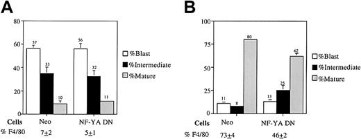 Fig. 7. Cell type distribution of Neo and NF-YA DN–infected BM cells treated with (A) IL-3 alone or (B) MCSF plus IL-6 (100 ng/mL). / Neo-resistant colonies were removed by pipet from the methylcellulose and used for cytospin smears. Morphologic differentiation was determined by counting at least 300 cells on May-Grünwald Giemsa–stained cytospin smears and scoring the proportion of immature blast cells, intermediate monocytes (A,B), intermediate granulocytes (A), mature granulocytes (A), and mature macrophages (A,B) determined as detailed in “Materials and methods.” Percentage of cells expressing the macrophages specific cell surface marker F4/80 was determined by FACS analysis as described in “Materials and methods.” Values are averages of 3 independent experiments, and SDs are indicated. The SDs of NF-YA DN–infected BM treated with IL-3 for mature cells, and Neo–infected BM treated with MCSF plus IL-6 for both mature and intermediate cells are too small to be seen.