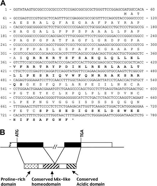 Fig. 1. Human Mix.1-like homeobox gene. / MIXL. (A) The predicted ORF of MIXL. Nucleotides 1-285 were derived from sequencing BAC CITB-HSP-C216I11. The rest was from cDNA clones AA847809, AA911377, and AI654861. The Kozak consensus around the initiation Met are in italics. The conserved Mix-like homeodomain and carboxy-terminal domain are in bold. (B) Genomic organization of MIXL. The 1.6-kbp genomic fragment containing the intron was amplified from BAC 216I11 with the primer pair MIXL-HD, subcloned, and sequenced. The exon-intron junctions with perfect splice donor and acceptor consensus thus identified between nucleotides 448 and 449 (panel A) were confirmed by direct sequencing of BAC 216I11. Exon 1 is predicted to be more than 393 bp and exon 2 to be about 1.3 kbp. The protein domains of the predicted MIXL ORF are indicated. The amino-terminal proline-rich domain, not found in Xenopus Mix.1, is unique to MIXL and Mml.