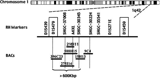 Fig. 3. MIXL localizes to human chromosome 1q42.MIXL was localized to human chromosome 1q42 and linked to the markers in bold by radiation hybrid mapping. Tentative genomic sequences from BACs 216I11, RP11-588H15, and RP11-275I14 contain theMIXL gene. BACs 588H15 and 275I14 also span the marker SHGC-37008. BAC RP11-15H13, which overlaps with BAC 588H15, contains the marker SHGC-30345. BAC RP11-396C23 overlapping with BAC 275I14 contains the microsatellite marker D1S479. The microsatellite markers D1S479 and D1S459 (in text box) localize to band 1q42.12 and 1q42.2b by high-resolution FISH.